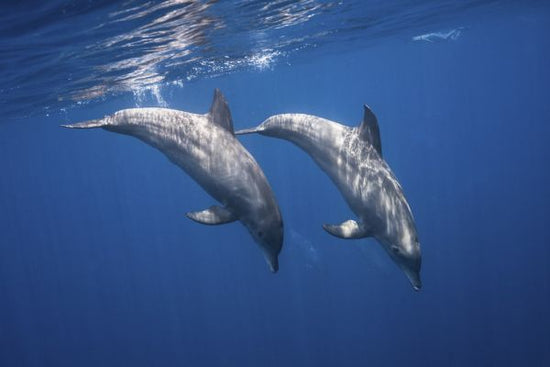 PHOTOWALL / Two Bottlenose Dolphins (e315366)