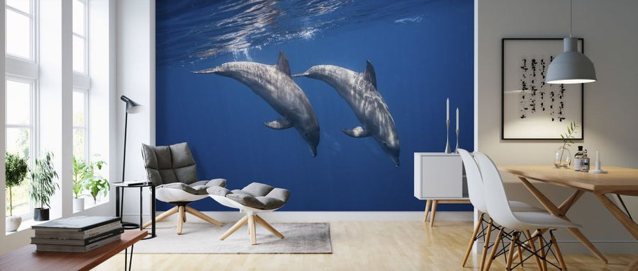 PHOTOWALL / Two Bottlenose Dolphins (e315366)
