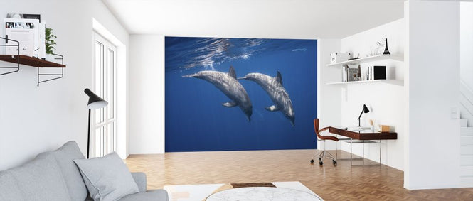 PHOTOWALL / Two Bottlenose Dolphins (e315366)
