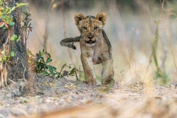 PHOTOWALL / Cub South Luangwa (e315379)