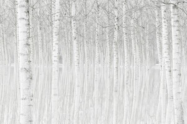 PHOTOWALL / Trees (e315390)