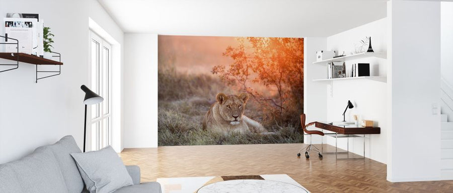 PHOTOWALL / Sunset Lioness (e315393)