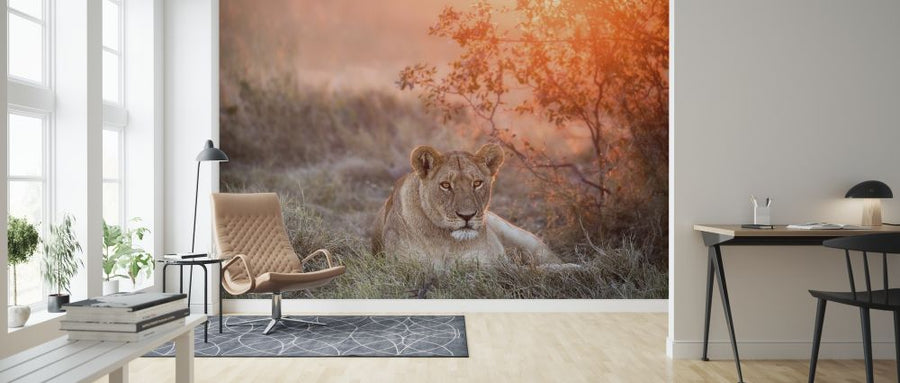 PHOTOWALL / Sunset Lioness (e315393)