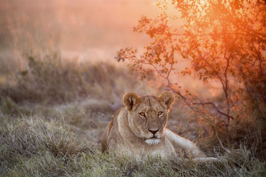 PHOTOWALL / Sunset Lioness (e315393)