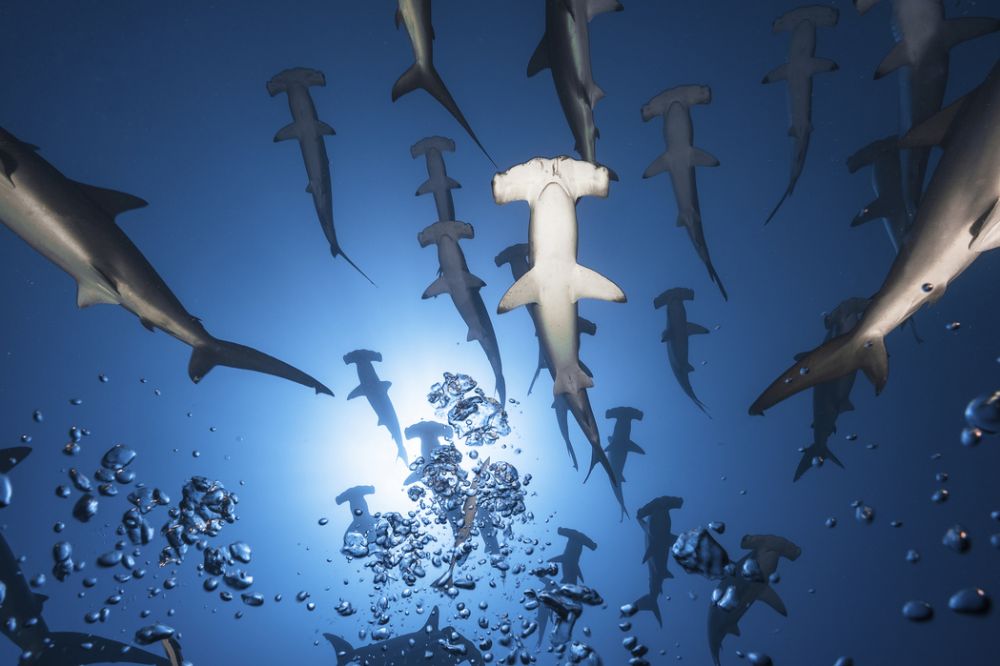 PHOTOWALL / Hammerhead Shark (e315416) | 輸入壁紙専門店
