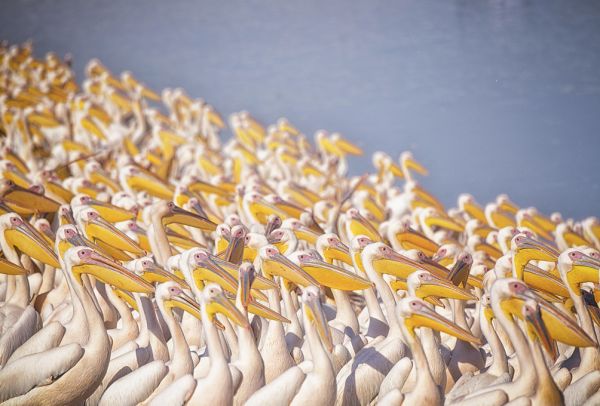 PHOTOWALL / Pelicans (e315427)
