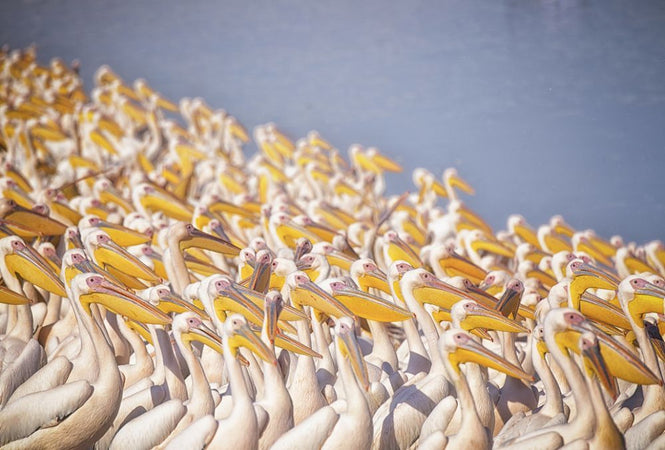 PHOTOWALL / Pelicans (e315427)