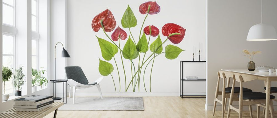 PHOTOWALL / Anthurium (e315434)