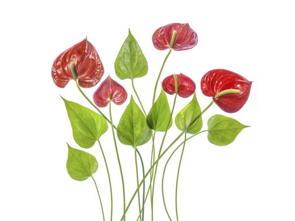 PHOTOWALL / Anthurium (e315434)