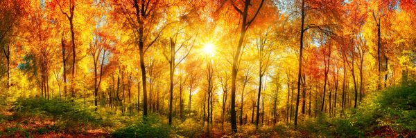PHOTOWALL / Autumn Forest (e315812)