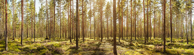 PHOTOWALL / Welcome to the Forest (e315818)