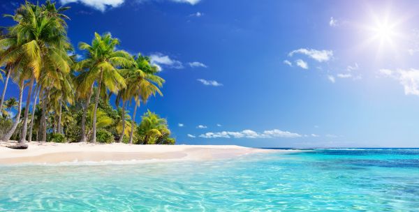 PHOTOWALL / Palm Tree Beach (e315822)