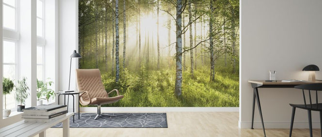 PHOTOWALL / Birch Trees Forest (e315825)