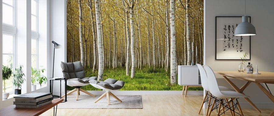 PHOTOWALL / Birch Trees (e315828)