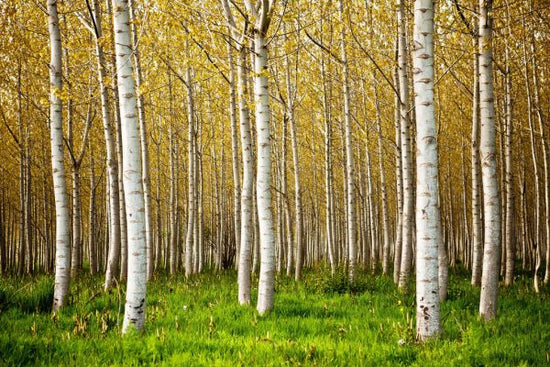 PHOTOWALL / Birch Trees (e315828)