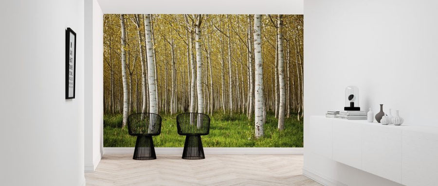 PHOTOWALL / Birch Trees (e315828)