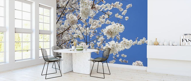 PHOTOWALL / Cherry Blossoms (e315830)