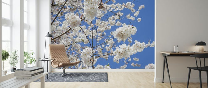 PHOTOWALL / Cherry Blossoms (e315830)