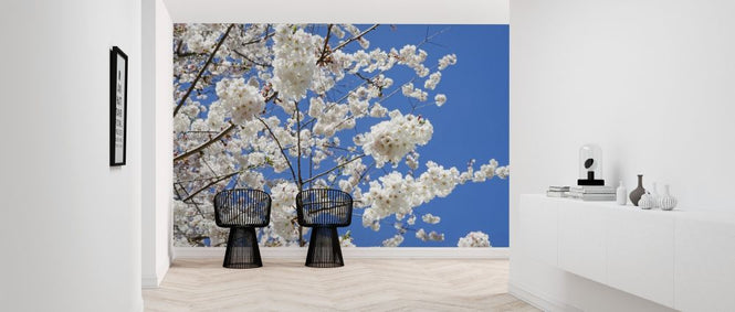 PHOTOWALL / Cherry Blossoms (e315830)