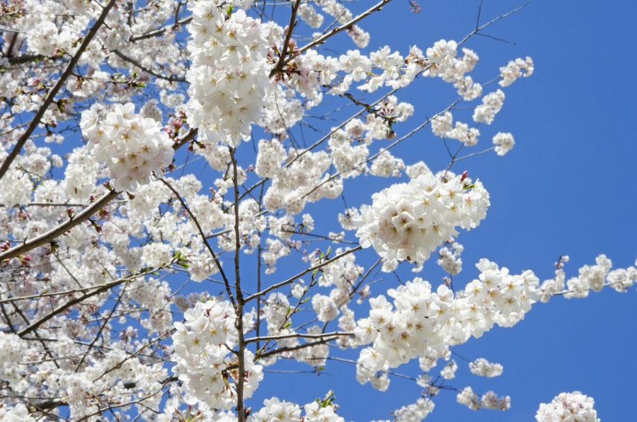 PHOTOWALL / Cherry Blossoms (e315830)