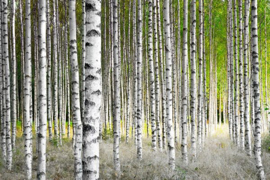 PHOTOWALL / Birch Trees (e315837)