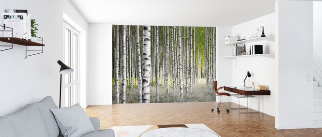 PHOTOWALL / Birch Trees (e315837)