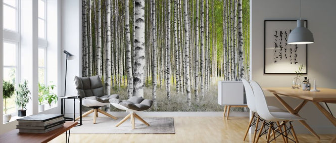 PHOTOWALL / Birch Trees (e315837)