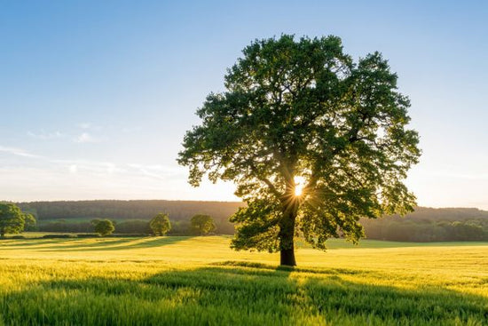 PHOTOWALL / Summer Field Sunset (e315841)