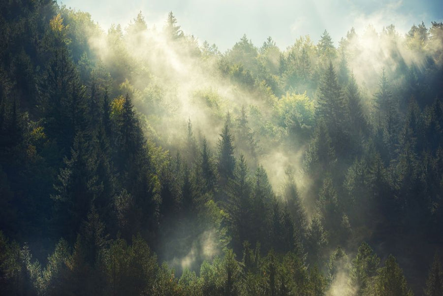 PHOTOWALL / Misty Forest (e315848)