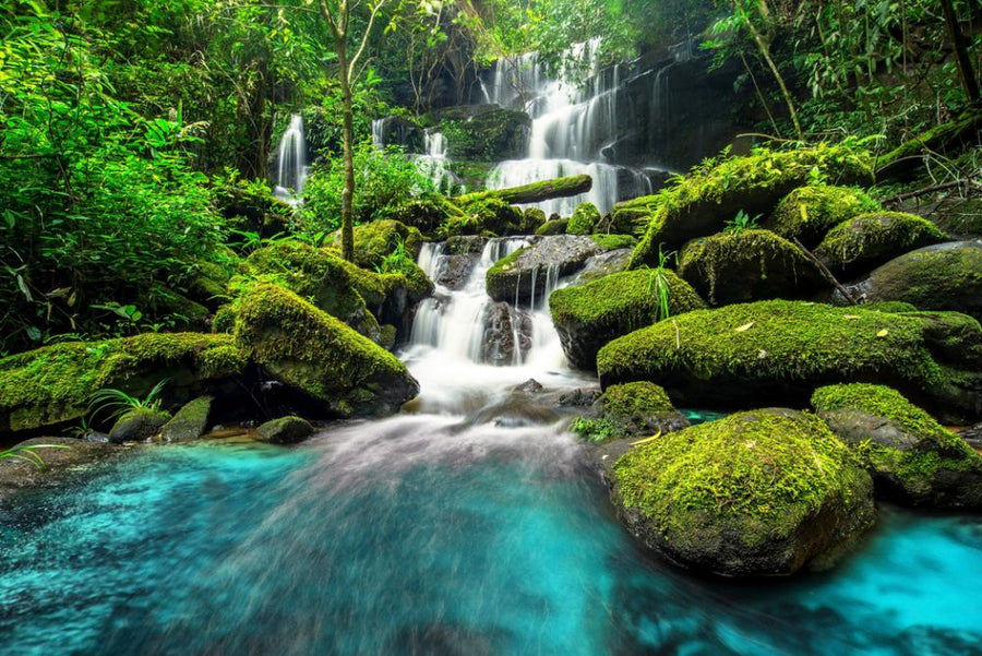 PHOTOWALL / Green Forest Waterfall (e315853)