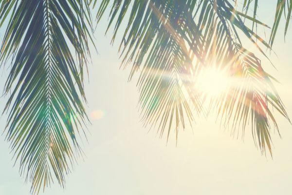 PHOTOWALL / Palm Leaves Sunset (e315854)
