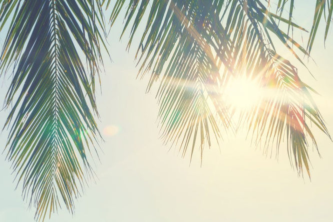 PHOTOWALL / Palm Leaves Sunset (e315854)