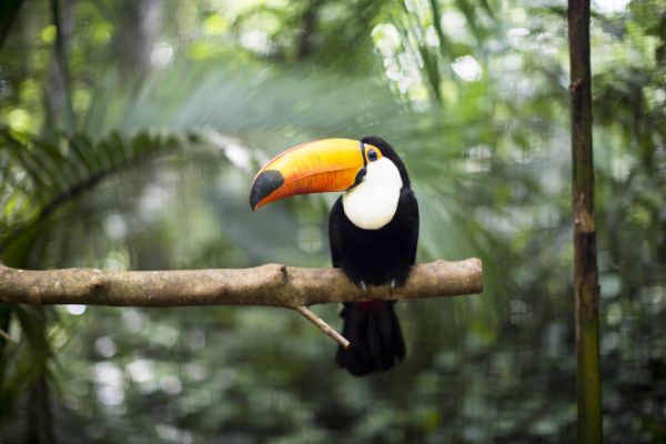 PHOTOWALL / Toucan on the branch (e315857)