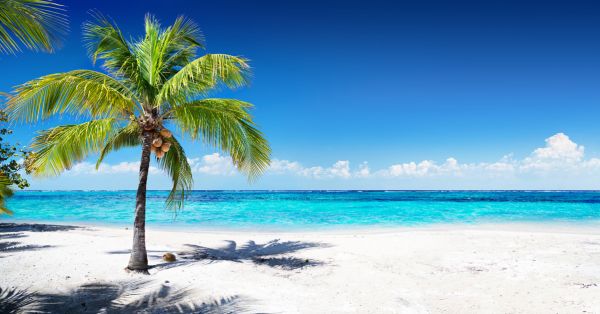 PHOTOWALL / Coral Beach with Palm Tree (e315859)