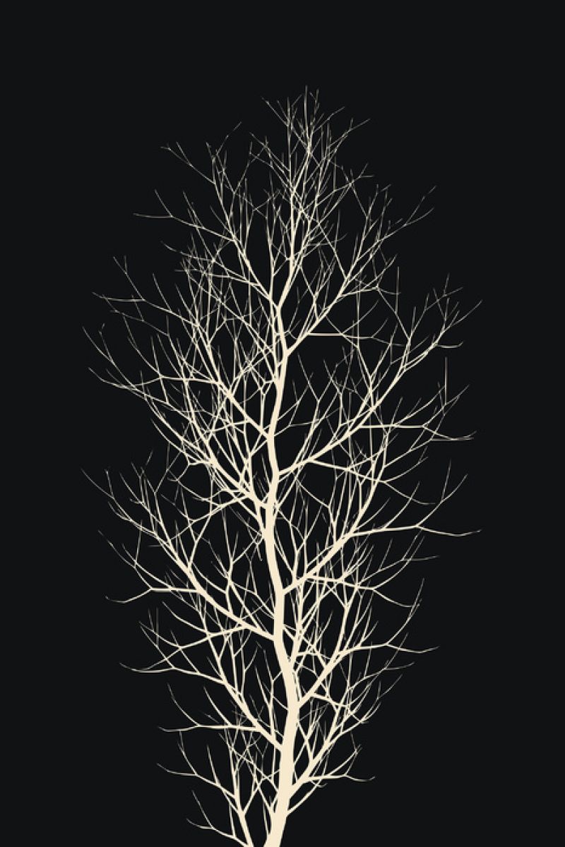 PHOTOWALL / White Tree (e315971)