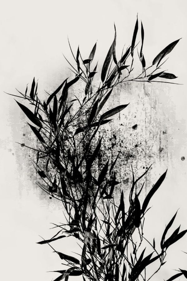 PHOTOWALL / Black Orchidee (e315981)