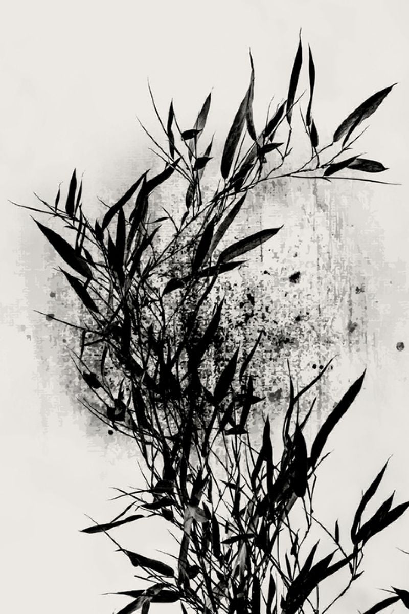 PHOTOWALL / Black Orchidee (e315981) | 輸入壁紙専門店 WALPA