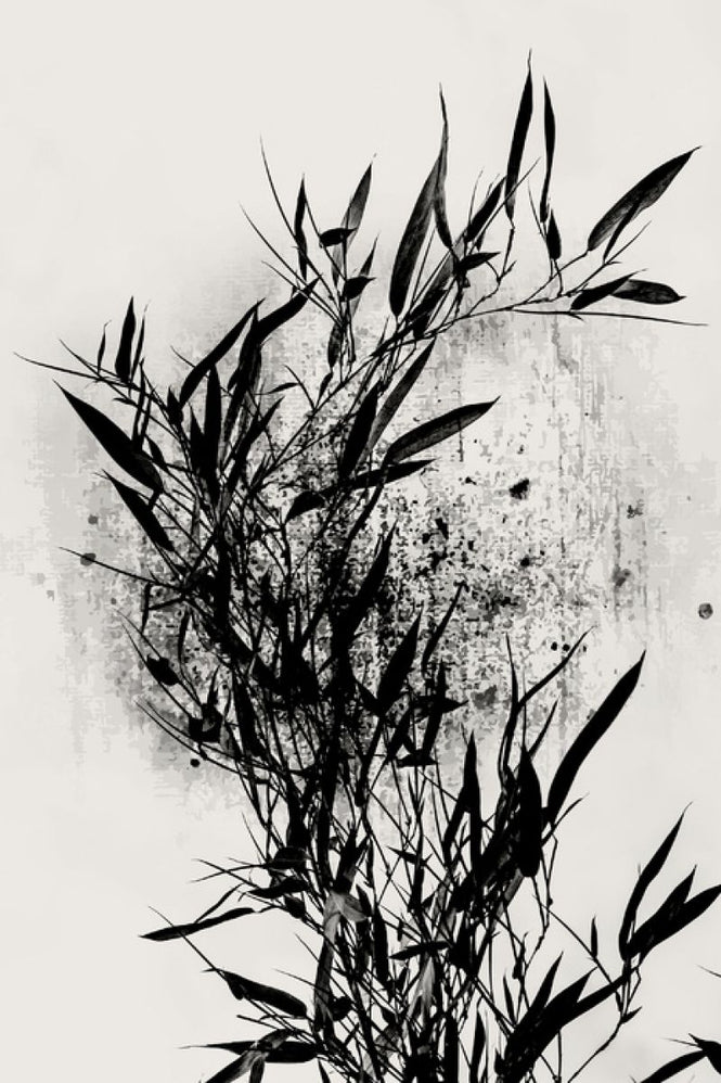 PHOTOWALL / Black Orchidee (e315981)