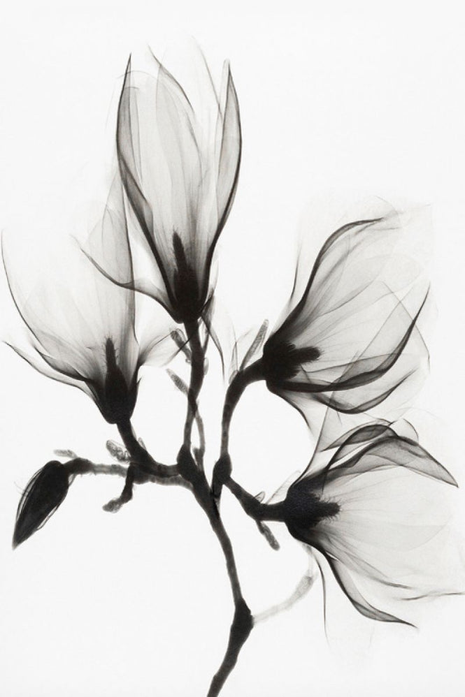 PHOTOWALL / Magnolia (e316000)