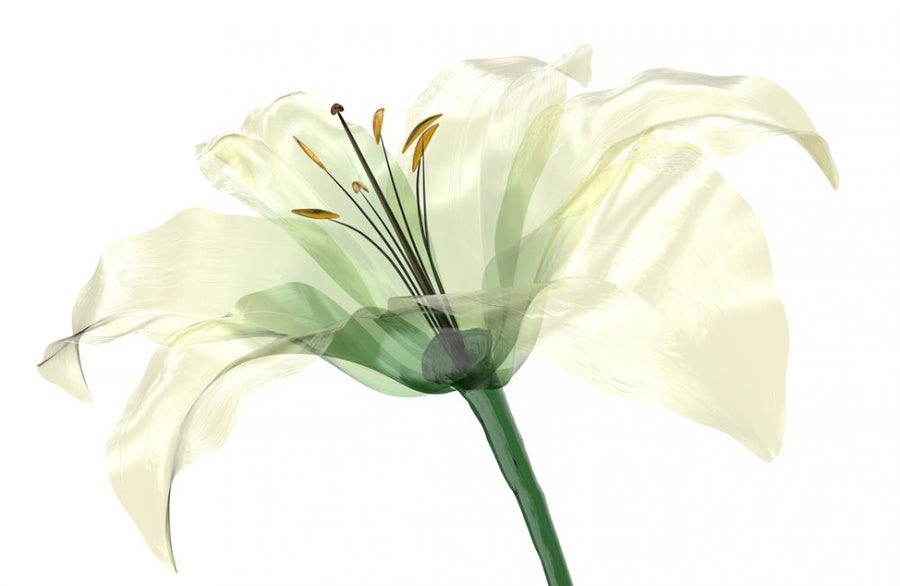 PHOTOWALL / Bright Lily Flower (e315863)