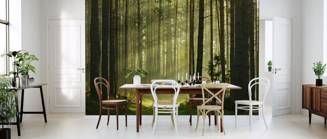 PHOTOWALL / Pine Tree Forest at Sunrise (e315905)