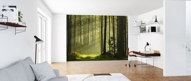 PHOTOWALL / Pine Tree Forest at Sunrise (e315905)