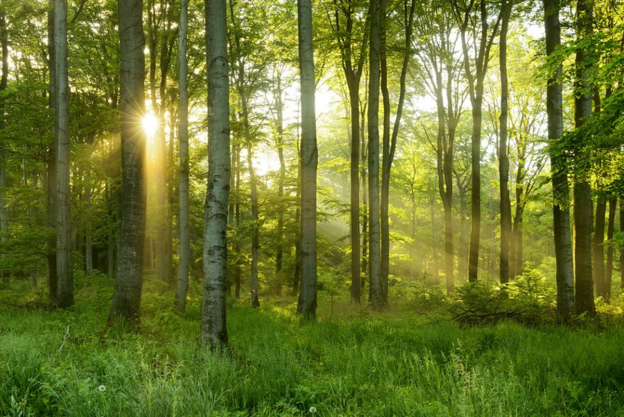 PHOTOWALL / Beech Tree Forest (e315909)