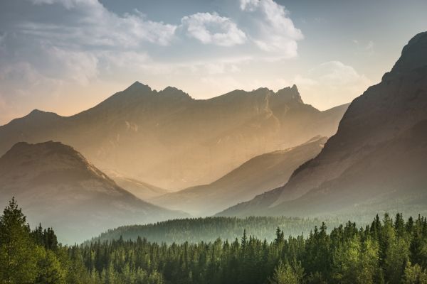 PHOTOWALL / Mist Forest in Banff (e315913)