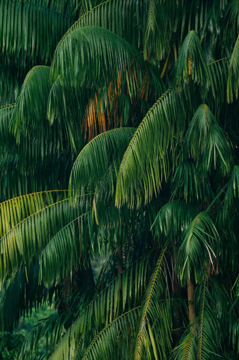 PHOTOWALL / Palm Tree (e315572)