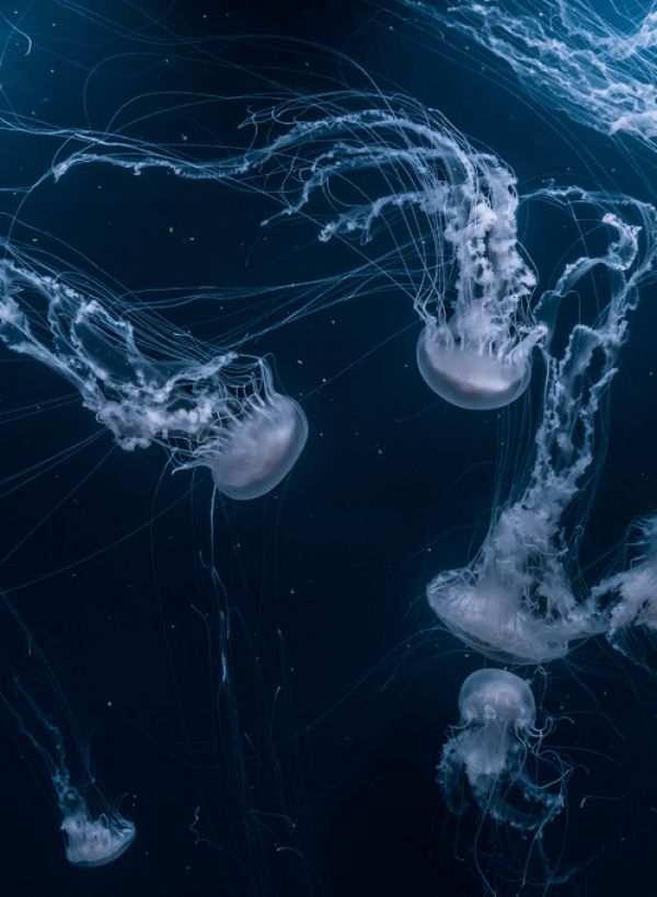 PHOTOWALL / White Jellyfish (e315577)