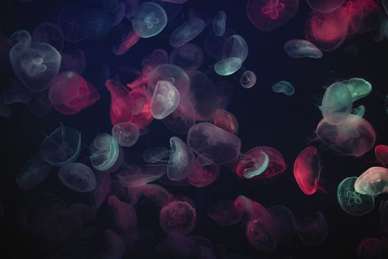 PHOTOWALL / Jellyfish (e315591)