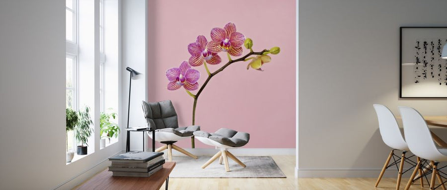 PHOTOWALL / Pink Orchid (e316046)