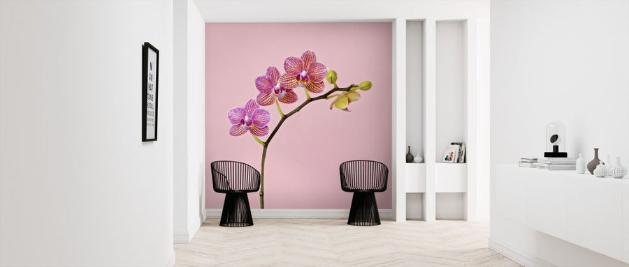 PHOTOWALL / Pink Orchid (e316046)