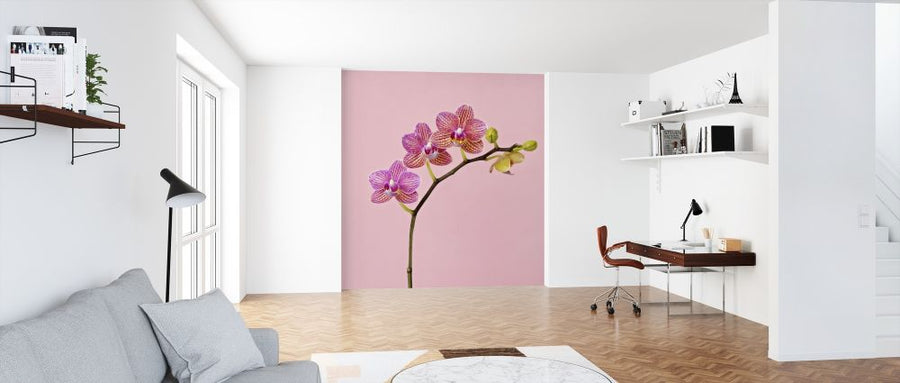 PHOTOWALL / Pink Orchid (e316046)